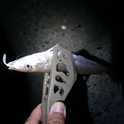 いろいろ釣れたアジング