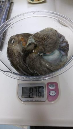 お盆休み最終釣行!