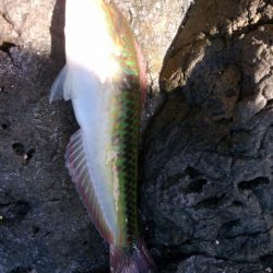 なんとかアコウ釣れました