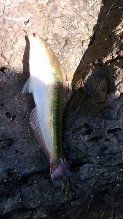 なんとかアコウ釣れました