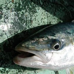 牟岐、日和佐の船釣り本カツオ狙いで撃沈2018/8/13