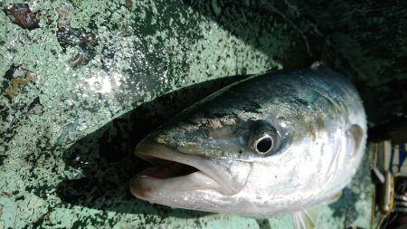 牟岐、日和佐の船釣り本カツオ狙いで撃沈2018/8/13