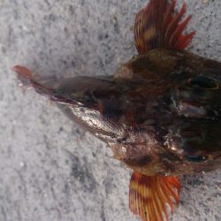 この暑さー夏だなー