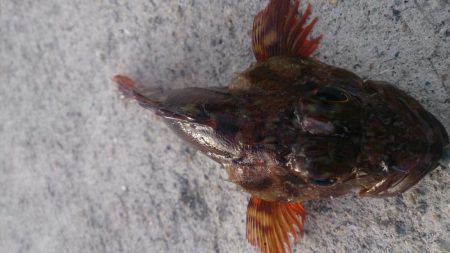 この暑さー夏だなー