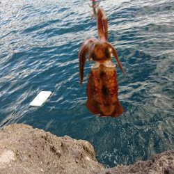 まだまだ小さい