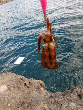 まだまだ小さい