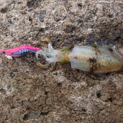 ひどい濁りの中