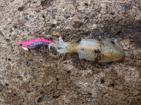 ひどい濁りの中