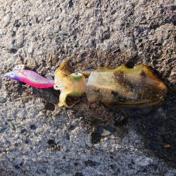 やっぱりチビばかり