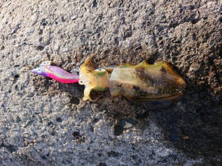 やっぱりチビばかり