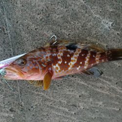 昼過ぎからのライトショアジギ