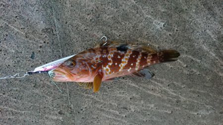 昼過ぎからのライトショアジギ