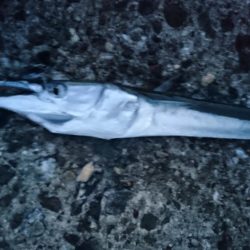 トップシーバス