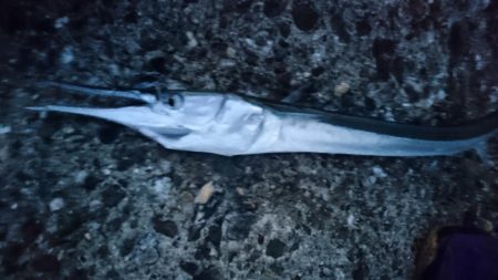 トップシーバス