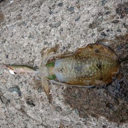 少しサイズアップ