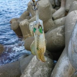 いつもの磯がおかしい