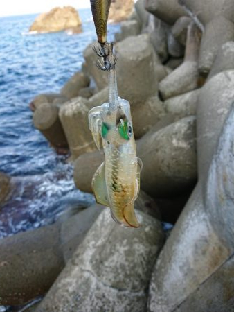 いつもの磯がおかしい