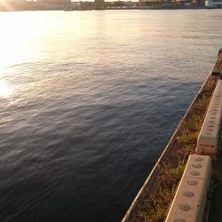 シーバスとアジ