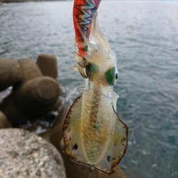 日中に来てみたが