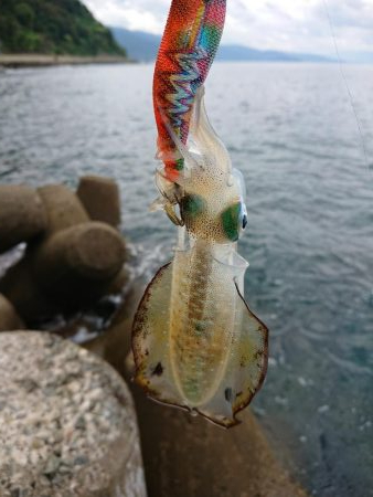 日中に来てみたが