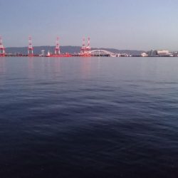 癒しのアジとタチウオ調査