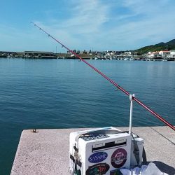 西淡、北淡、東浦のキス釣査