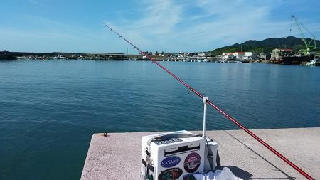 西淡、北淡、東浦のキス釣査