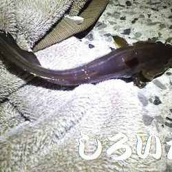 久しぶりに姫路港。コンテスト用の魚を釣りに。