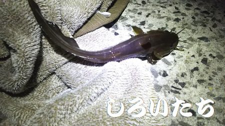 久しぶりに姫路港。コンテスト用の魚を釣りに。