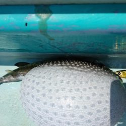 灼熱の県南タイラバ&ライトジギング