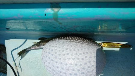 灼熱の県南タイラバ&ライトジギング