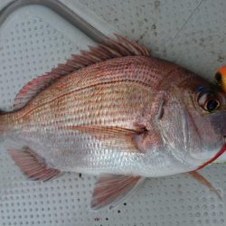 鳴門タイジギング&タイラバ