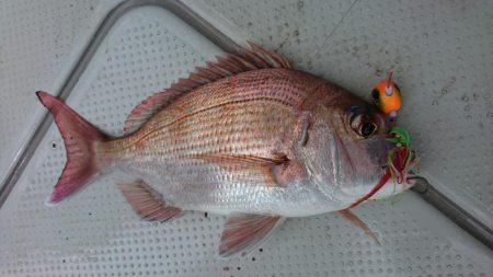 鳴門タイジギング&タイラバ