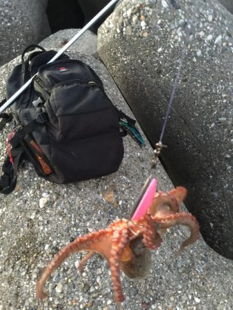 今日も取ったぞー！③