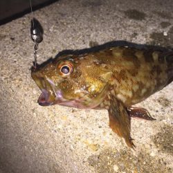 久々のガシラで嬉しかった。