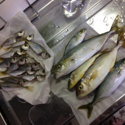 サビキ釣り