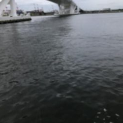 アジ、さばサイズアップ