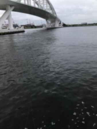 アジ、さばサイズアップ