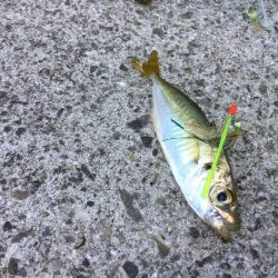 タチウオは何処に