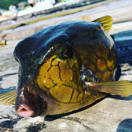 夕方から夕方までの耐久フィッシング