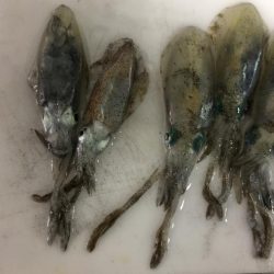 アオリの赤ちゃん