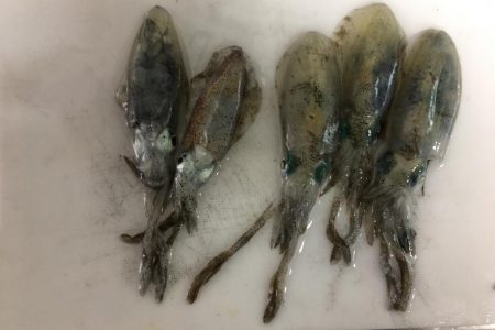 アオリの赤ちゃん