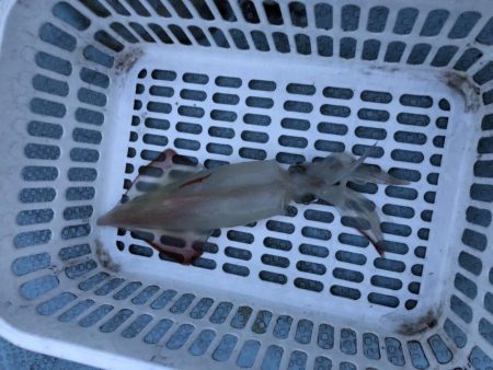 シロイカ大爆釣