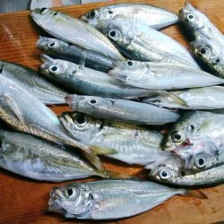 今年最後のドラゴン！？