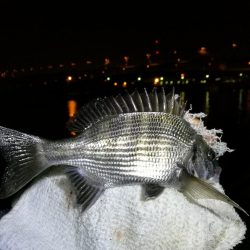 南港フェリーのヘチ釣り （小キビレと小ガシラ釣果だけっす。。）