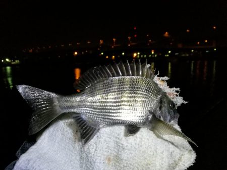南港フェリーのヘチ釣り （小キビレと小ガシラ釣果だけっす。。）