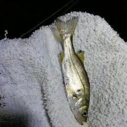 南港フェリーヘチ釣り (小キビレと小ガシラ釣果ぐらい。。)