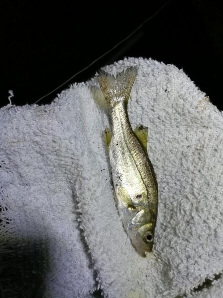 南港フェリーヘチ釣り (小キビレと小ガシラ釣果ぐらい。。)