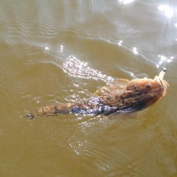 マゴチハンティング