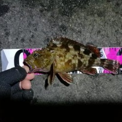 南港フェリーヘチ釣り (小真チヌ、小キビレとガシラ釣果